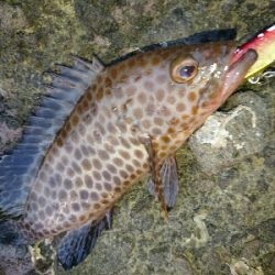 朝マズメのヒラスズキ&夕マズメのハタ