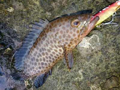 朝マズメのヒラスズキ&夕マズメのハタ