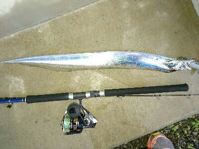 フラット狙いで、指4タチウオw