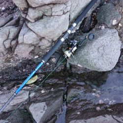 ヒラスズキ釣果w3本ゲット