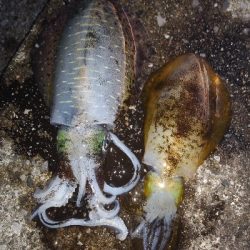 強風の中のグットサイズ