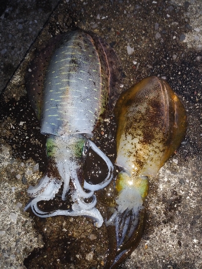 強風の中のグットサイズ