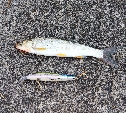 シーバスに会えなかったが…