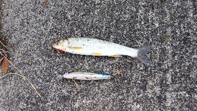 シーバスに会えなかったが…