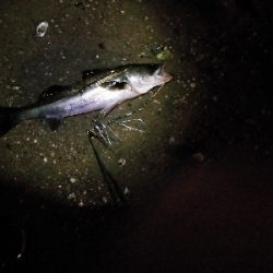 久しぶりのシーバス君