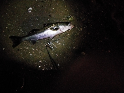 久しぶりのシーバス君