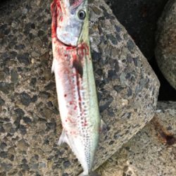 ショアジギング