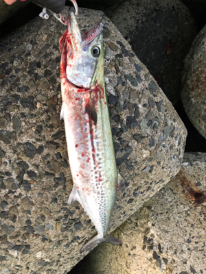 ショアジギング