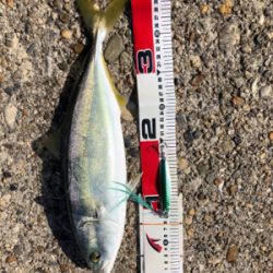 真昼間出勤前ショアジギ