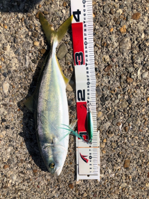 真昼間出勤前ショアジギ