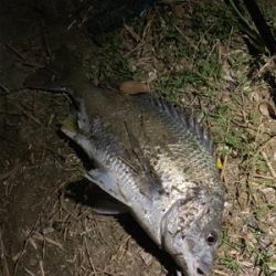 旧江戸川でチヌった!