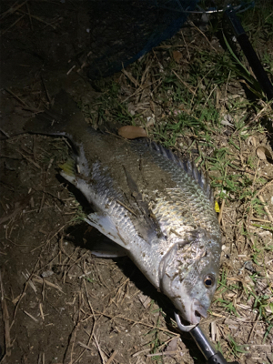 旧江戸川でチヌった!