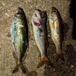 アジング、ムツング