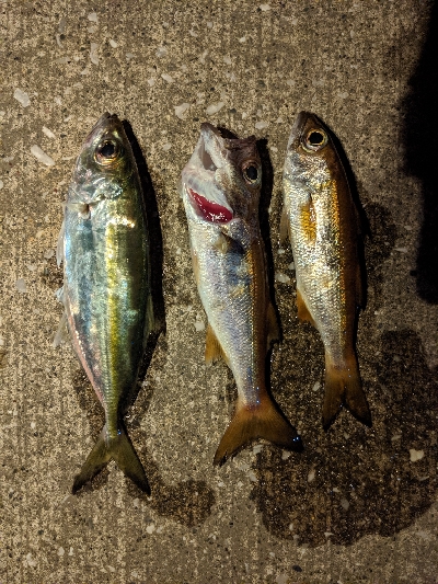 アジング、ムツング