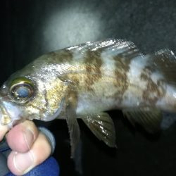 ナイトメバリング