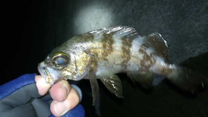 ナイトメバリング