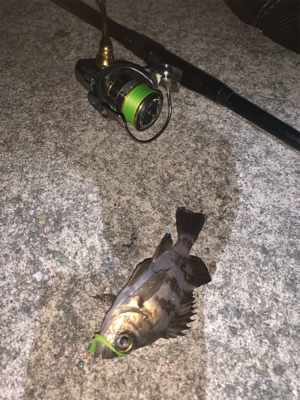 アジ、メバル④