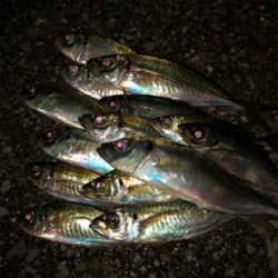 尺いただきました