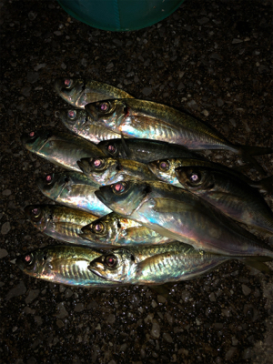 尺いただきました