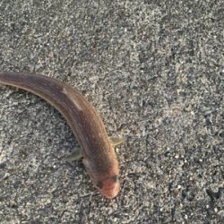 郡六ショアジギング…