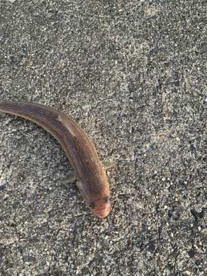 郡六ショアジギング…