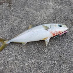 遠くで湧いてるのに…