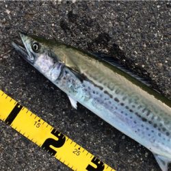 ショアジギング初心者のサワラ釣果