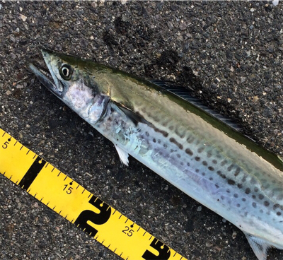 ショアジギング初心者のサワラ釣果