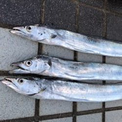 巨大エソをバラす