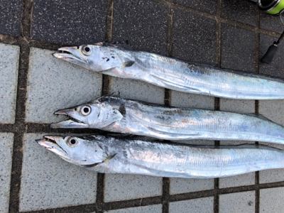 巨大エソをバラす