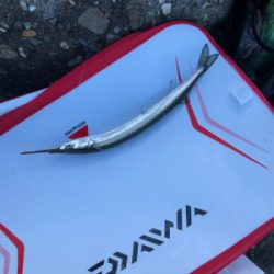 波止グレ好調！