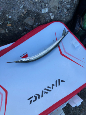 波止グレ好調！