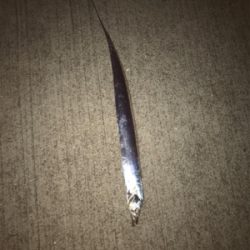 太刀魚は何処へ