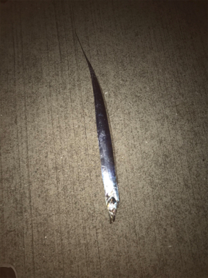 太刀魚は何処へ