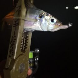 アジング練習 51