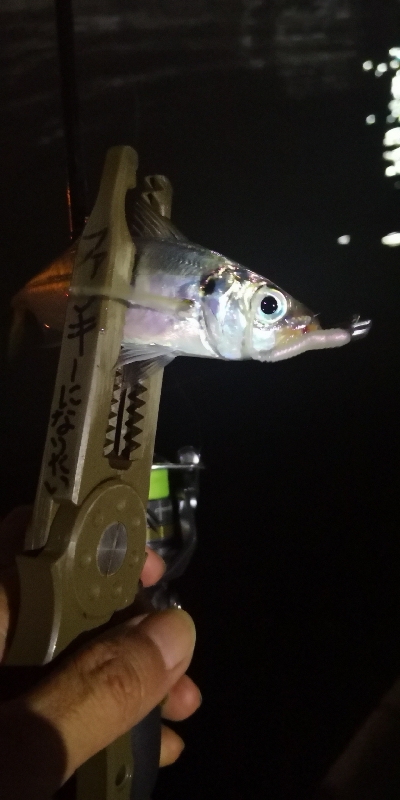 アジング練習 51