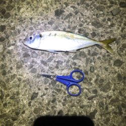 中アジがポロポロと