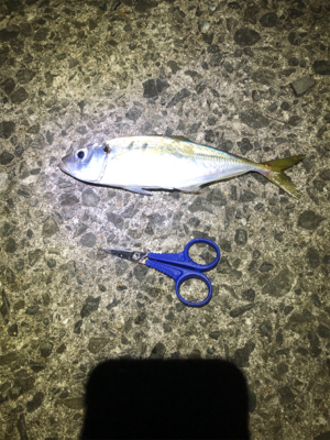 中アジがポロポロと