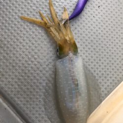 佐賀ティップラン