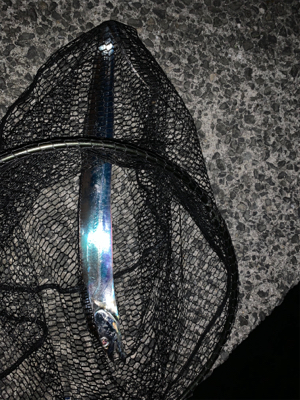 シビアなタチウオでもタッチポンは坊主なし