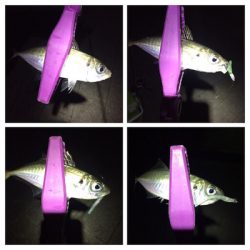 大阪湾奥アジング 好調