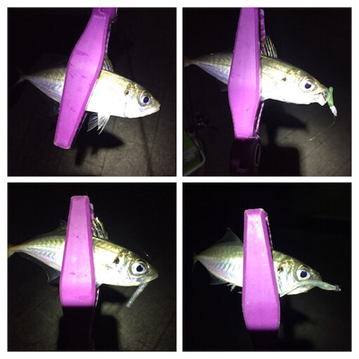 大阪湾奥アジング 好調