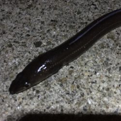 ポーアイで夜釣り