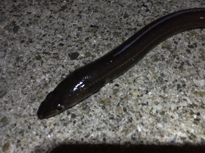 ポーアイで夜釣り