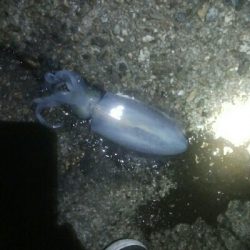 ダイソーエギで、アオリイカ4杯！！