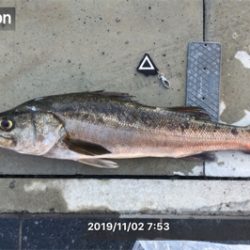 今年初のメジロ