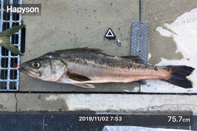 今年初のメジロ