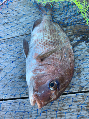 釣堀紀州さんにて