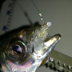 ナイトアジング