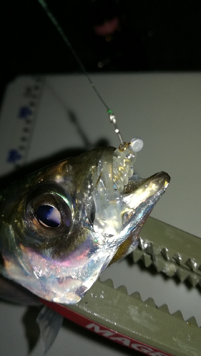 ナイトアジング